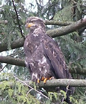 Bold eagle juvenile