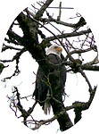 Bold eagle