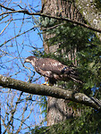 Bold eagle juvenile