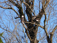 Bold eagles