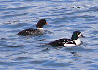 Bucephala