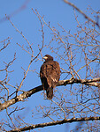 Bold eagle juvenile