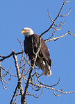 Bold eagle