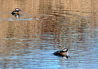 Hooded merganser
