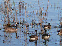 Canadian goose