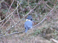 Kingfisher