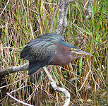 Green heron