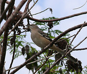 P1140758a