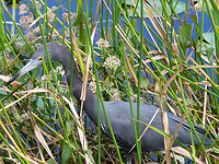 Little blue heron