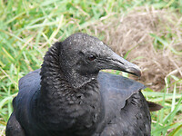 Black vulture