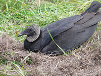 Black vulture op nest