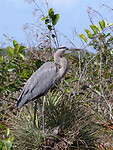 Great blue heron