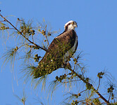 Osprey