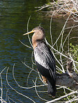 Anhinga