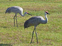 Sandhill crane
