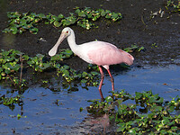 Roseate spoonbill