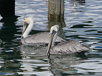 Brown pelican