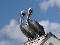 Brown pelican