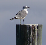 Laughing gull