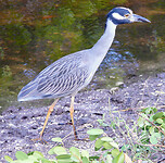 Yellow crowned night heron