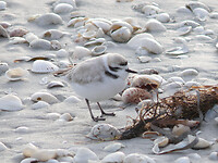 Piping plover