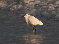 Snowy egret