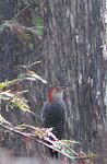 Woodpecker