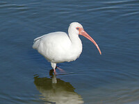White ibis