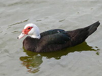 Muscovy duck