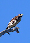 Hawk