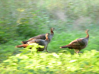 turkeys