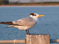 Royal tern