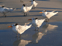 Royal tern