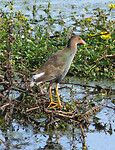 Purple Gallinule juvenile