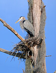 Great blue heron