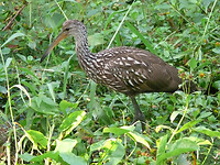 Limpkin