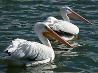 White pelican