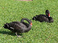 Black swan