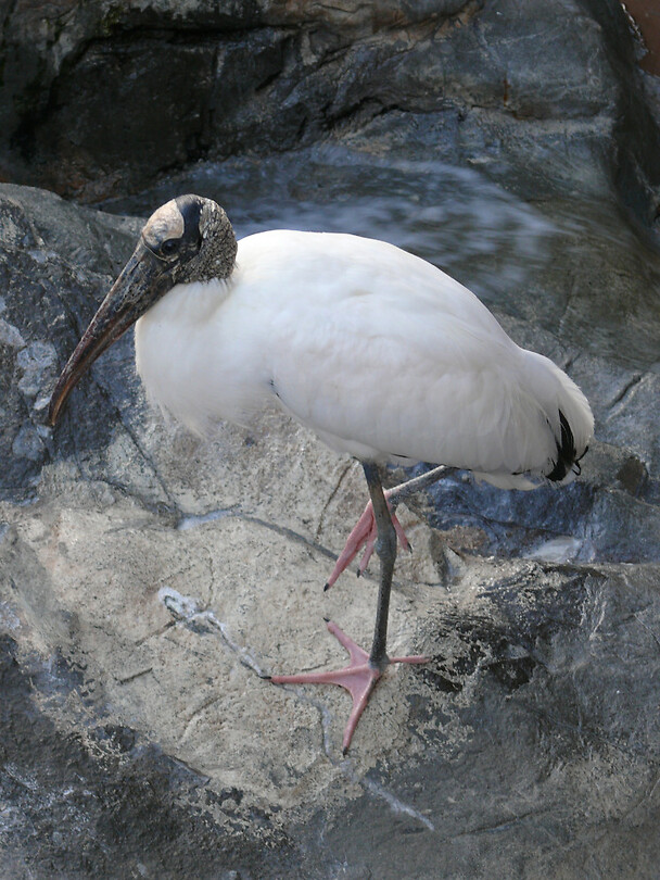 Woodstork