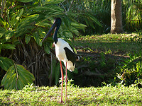 Jabiru