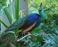 Pauw male