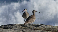Whimbrels