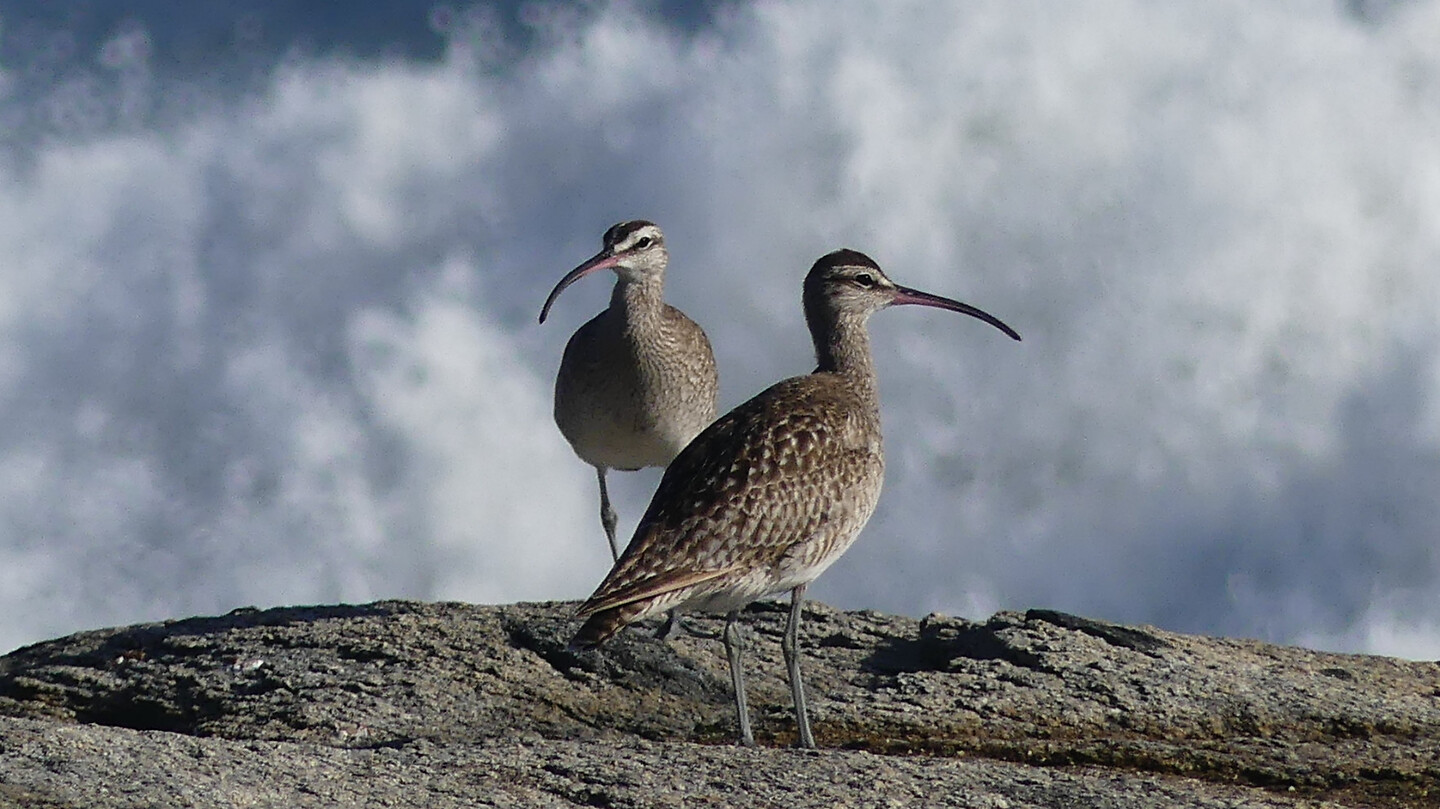 Whimbrels