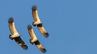 17032013_Vultures_0033a