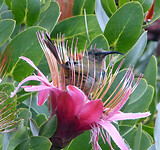 P1030285a