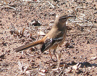 P1040152a