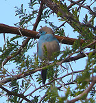 P1040167a
