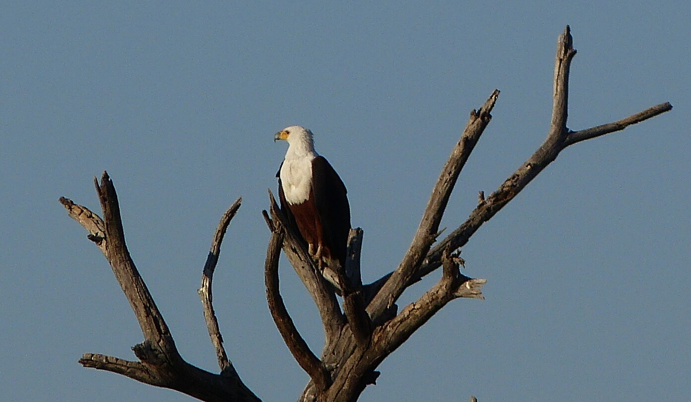 P1050947a