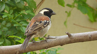 P1350396