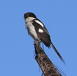 P1360454 (2)